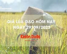 Giá Lúa Đắk Lắk Hôm Nay